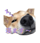 柴犬ふくの日常スタンプ第4弾♪♪（個別スタンプ：16）