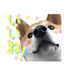 柴犬ふくの日常スタンプ第4弾♪♪（個別スタンプ：17）