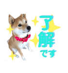 柴犬ふくの日常スタンプ第4弾♪♪（個別スタンプ：18）