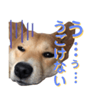 柴犬ふくの日常スタンプ第4弾♪♪（個別スタンプ：19）