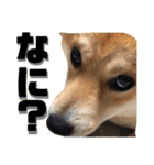 柴犬ふくの日常スタンプ第4弾♪♪（個別スタンプ：21）