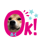 柴犬ふくの日常スタンプ第4弾♪♪（個別スタンプ：22）