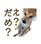 柴犬ふくの日常スタンプ第4弾♪♪（個別スタンプ：24）