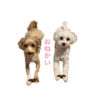 日常マルプースタンプ（個別スタンプ：3）