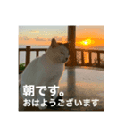 もふもふ達とOKINAWAの風景（個別スタンプ：1）