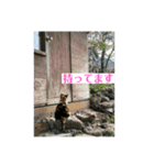 もふもふ達とOKINAWAの風景（個別スタンプ：3）