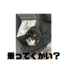 もふもふ達とOKINAWAの風景（個別スタンプ：4）