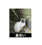 もふもふ達とOKINAWAの風景（個別スタンプ：7）