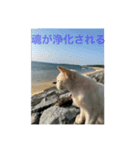 もふもふ達とOKINAWAの風景（個別スタンプ：8）