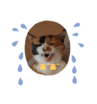 mimiのLINEスタンプ（個別スタンプ：2）