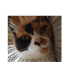 mimiのLINEスタンプ（個別スタンプ：5）