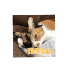 mimiのLINEスタンプ（個別スタンプ：6）