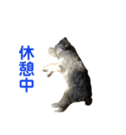 毎日ぐ〜たらしてます（個別スタンプ：14）