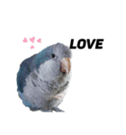 オキナインコ①（個別スタンプ：2）