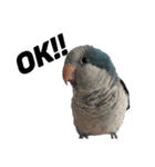 オキナインコ①（個別スタンプ：3）