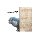 オキナインコ①（個別スタンプ：5）