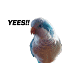オキナインコ①（個別スタンプ：6）
