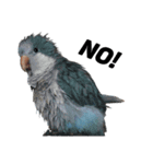 オキナインコ①（個別スタンプ：7）