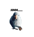 オキナインコ①（個別スタンプ：8）