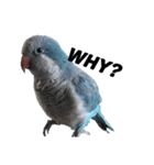 オキナインコ①（個別スタンプ：9）