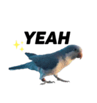 オキナインコ①（個別スタンプ：10）