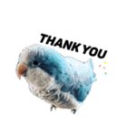 オキナインコ①（個別スタンプ：12）