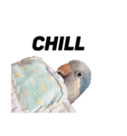 オキナインコ①（個別スタンプ：13）