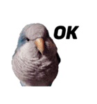 オキナインコ①（個別スタンプ：15）