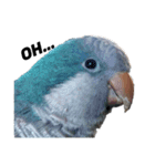 オキナインコ①（個別スタンプ：16）