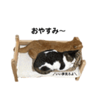 kisukegoma.（個別スタンプ：5）