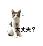 kisukegoma.（個別スタンプ：32）