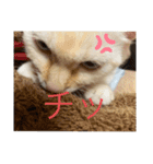 かわいい白猫の甘えん坊スタンプ^_^5（個別スタンプ：1）