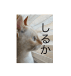 かわいい白猫の甘えん坊スタンプ^_^5（個別スタンプ：9）
