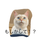 かわいい白猫の甘えん坊スタンプ^_^5（個別スタンプ：13）