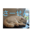 かわいい白猫の甘えん坊スタンプ^_^5（個別スタンプ：14）