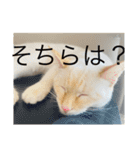 かわいい白猫の甘えん坊スタンプ^_^5（個別スタンプ：16）