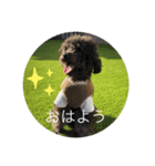 dog and  CAT 071（個別スタンプ：3）