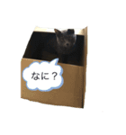 dog and  CAT 071（個別スタンプ：7）