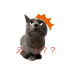 dog and  CAT 071（個別スタンプ：8）