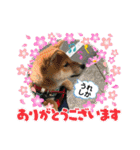 可愛い柴犬時々インコとか花 熊本家族ver.（個別スタンプ：32）