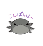 ほのぼのウーパールーパー【ウパだより】（個別スタンプ：3）