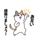 三毛猫 みーなさんの敬語スタンプ2（個別スタンプ：19）