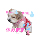 愛犬メイの日常3（個別スタンプ：1）
