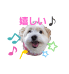 愛犬メイの日常3（個別スタンプ：2）