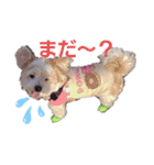 愛犬メイの日常3（個別スタンプ：3）