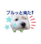 愛犬メイの日常3（個別スタンプ：4）