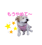 愛犬メイの日常3（個別スタンプ：5）