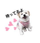 愛犬メイの日常3（個別スタンプ：6）