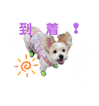 愛犬メイの日常3（個別スタンプ：7）