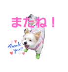 愛犬メイの日常3（個別スタンプ：8）